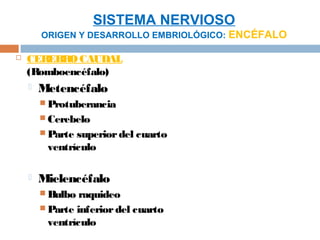 SISTEMA NERVIOSO
        ORIGEN Y DESARROLLO EMBRIOLÓGICO: ENCÉFALO

   CEREBRO CAUDAL
    (Romboencéfalo)
       Metencéfalo
         Protuberancia
         Cerebelo
         Partesuperior del cuarto
         ventrículo

       Mielencéfalo
         Bulbo  raquideo
         Parte inferior del cuarto
          ventrículo
 
