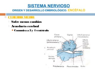 SISTEMA NERVIOSO
      ORIGEN Y DESARROLLO EMBRIOLÓGICO: ENCÉFALO

   CER EBRO MEDIO
     Sufre menos cambios

     Acueducto cerebral
         Comunica a 3 y 4 ventrículo
 