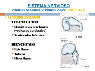 SISTEMA NERVIOSO
        ORIGEN Y DESARROLLO EMBRIOLÓGICO: ENCÉFALO

   CEREBRO ANTERIOR
       TELENCÉFALO
         Hemisferios  cerebrales
          (vesículas cerebrales)
         Ventrículos laterales
                                            5 sem


       DIENCÉFALO
         Epitálamo
         Tálamo
         Hipotálamo


                                                11 sem
 