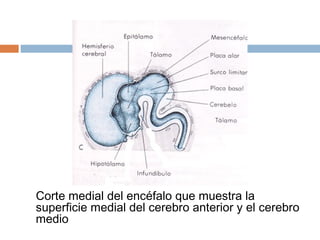 Corte medial del encéfalo que muestra la
superficie medial del cerebro anterior y el cerebro
medio
 