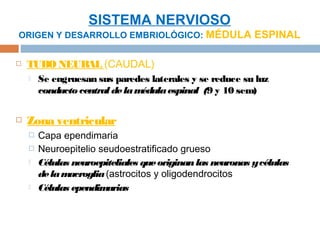 SISTEMA NERVIOSO
ORIGEN Y DESARROLLO EMBRIOLÓGICO: MÉDULA ESPINAL


   TUBO NEUR (CAUDAL)
             AL
       Se engruesan sus paredes laterales y se reduce su luz
        conducto central de la médula espinal (9 y 10 sem)

   Zona ventricular
       Capa ependimaria
       Neuroepitelio seudoestratificado grueso
       Células neuroepiteliales que originan las neuronas y células
        de la macroglia (astrocitos y oligodendrocitos
       Células ependim arias
 
