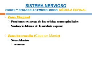 SISTEMA NERVIOSO
ORIGEN Y DESARROLLO EMBRIOLÓGICO: MÉDULA ESPINAL

   Zona Marginal
       Porciones externas de las células neuroepiteliales
       Sustancia blanca de la médula espinal


   Zona intermedia (Capa en Manto)
       Neuroblastos
           neuronas
 