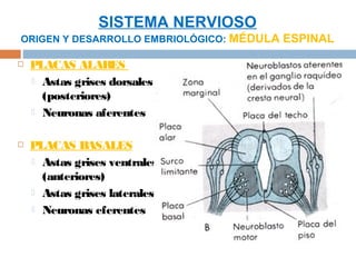SISTEMA NERVIOSO
ORIGEN Y DESARROLLO EMBRIOLÓGICO: MÉDULA ESPINAL

   PLACAS ALARES
     Astas grises dorsales
      (posteriores)
     Neuronas aferentes


   PLACAS BASALES
     Astas grises ventrales
      (anteriores)
     Astas grises laterales

     Neuronas eferentes
 