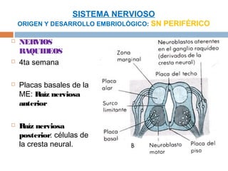 SISTEMA NERVIOSO
    ORIGEN Y DESARROLLO EMBRIOLÓGICO: SN PERIFÉRICO

   NER  VIOS
    RAQUIDEOS
   4ta semana

   Placas basales de la
    ME: Raíz nerviosa
    anterior

   Raíz nerviosa
    posterior: células de
    la cresta neural.
 