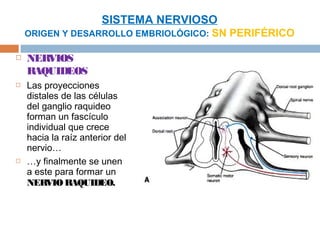 SISTEMA NERVIOSO
    ORIGEN Y DESARROLLO EMBRIOLÓGICO: SN PERIFÉRICO

   NERVIOS
    RAQUIDEOS
   Las proyecciones
    distales de las células
    del ganglio raquideo
    forman un fascículo
    individual que crece
    hacia la raíz anterior del
    nervio…
   …y finalmente se unen
    a este para formar un
    NERVIO RAQUIDEO.
 