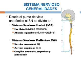 SISTEMA NERVIOSO
                     GENERALIDADES
   Desde el punto de vista
    anatómico el SN se divide en:
       Sistema Nervioso Central (SNC)
         Encéfalo(cavidad craneana)
         Médula espinal (conducto vertebral)


       Sistema Nervioso Periférico (S )
                                      NP
         Nervios craneales (12)
         Nervios raquídeos (31)
         Ganglios craneales, raquídeos y
          autonomos
 