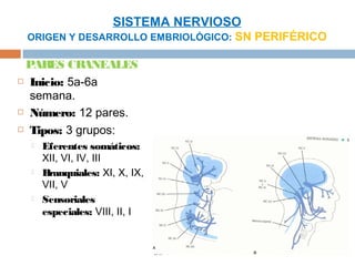 SISTEMA NERVIOSO
 ORIGEN Y DESARROLLO EMBRIOLÓGICO: SN PERIFÉRICO

 PAR CRANEALES
      ES
 Inicio: 5a-6a

  semana.
 Número: 12 pares.

 Tipos: 3 grupos:

     Eferentes somáticos:
      XII, VI, IV, III
     Branquiales: XI, X, IX,
      VII, V
     Sensoriales
      especiales: VIII, II, I
 