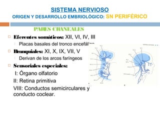 SISTEMA NERVIOSO
    ORIGEN Y DESARROLLO EMBRIOLÓGICO: SN PERIFÉRICO

            PAR CRANEALES
                ES
   Eferentes somáticos: XII, VI, IV, III
       Placas basales del tronco encefálico
   Branquiales: XI, X, IX, VII, V
       Derivan de los arcos faríngeos
   Sensoriales especiales:
     I: Órgano olfatorio
    II: Retina primitiva
    VIII: Conductos semicirculares y
    conducto coclear.
 