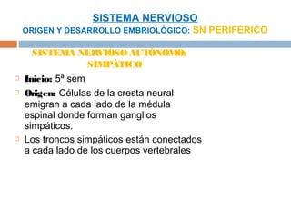 SISTEMA NERVIOSO
    ORIGEN Y DESARROLLO EMBRIOLÓGICO: SN PERIFÉRICO

      SISTEMA NER    VIOSO AUTÓNOMO:
                   SIMPÁTICO
   Inicio: 5ª sem
   Origen: Células de la cresta neural
    emigran a cada lado de la médula
    espinal donde forman ganglios
    simpáticos.
   Los troncos simpáticos están conectados
    a cada lado de los cuerpos vertebrales
 