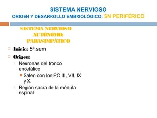 SISTEMA NERVIOSO
    ORIGEN Y DESARROLLO EMBRIOLÓGICO: SN PERIFÉRICO

       SISTEMA NERVIOSO
             AUTÓNOMO:
          PARASIMPÁTICO
   Inicio: 5ª sem
   Origen:
       Neuronas del tronco
        encefálico
         Salen con los PC III, VII, IX
          y X.
       Región sacra de la médula
        espinal
 