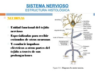 SISTEMA NERVIOSO
                  ESTRUCTURA HISTOLÓGICA

   NEURONAS

       Unidad funcional del tejido
        nervioso
       Especializadas para recibir
        estímulos de otras neuronas
       Y conducir impulsos
        eléctricos a otras partes del
        tejido a través de sus
        prolongaciones
 