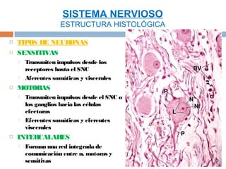 SISTEMA NERVIOSO
                     ESTRUCTURA HISTOLÓGICA

   TIPOS DE NEURONAS
   SENSITIVAS
       Transmiten impulsos desde los
        receptores hasta el SNC
       Aferentes somáticas y viscerales
   MOTORAS
       Transmiten impulsos desde el SNC o
        los ganglios hacia las células
        efectoras
       Eferentes somáticas y eferentes
        viscerales
   INTERCALARES
       Forman una red integrada de
        comunicación entre n. motoras y
        sensitivas
 