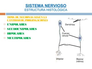 SISTEMA NERVIOSO
               ESTRUCTURA HISTOLÓGICA

    TIPOS DE NEURONAS SEGÚN LA
    CANTIDAD DE PROLONGACIONES
   UNIPOLARES
   SEUDOUNIPOLARES
   BIPOLARES
   MULTIPOLARES
 