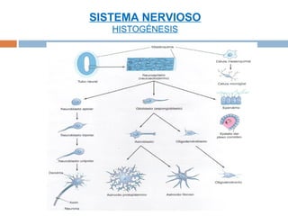 SISTEMA NERVIOSO
   HISTOGÉNESIS
 
