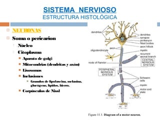 SISTEMA NERVIOSO
                         ESTRUCTURA HISTOLÓGICA

   NEURONAS
   Soma o pericarion
       Núcleo
       Citoplasma
           Aparato de golgi
           Mitocondrias (dendritas y axón)
           Lisosomas
           Inclusiones
                 Granulos de lipofuscina, melanina,
                  glucógeno, lípidos, hierro.
           Corpúsculos de Nissl
 