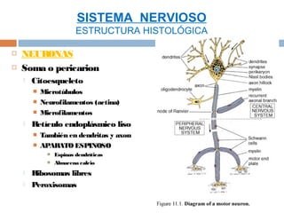 SISTEMA NERVIOSO
                          ESTRUCTURA HISTOLÓGICA

   NEURONAS
   Soma o pericarion
       Citoesqueleto
           Microtúbulos
           Neurofilamentos (actina)
           Microfilamentos
       Retículo endoplásmico liso
           También en dendritas y axon
           APARATO ESPINOSO
                 Espinas dendríticas
                 Almacena calcio
       Ribosomas libres
       Peroxisomas
 