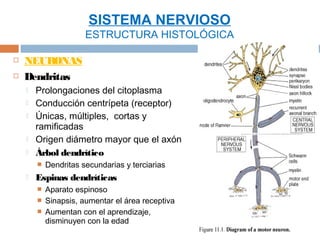 SISTEMA NERVIOSO
                       ESTRUCTURA HISTOLÓGICA

   NEURONAS
   Dendritas
       Prolongaciones del citoplasma
       Conducción centrípeta (receptor)
       Únicas, múltiples, cortas y
        ramificadas
       Origen diámetro mayor que el axón
       Árbol dendrítico
           Dendritas secundarias y terciarias
       Espinas dendríticas
           Aparato espinoso
           Sinapsis, aumentar el área receptiva
           Aumentan con el aprendizaje,
            disminuyen con la edad
 