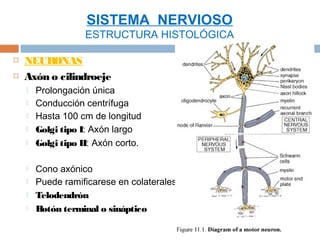 SISTEMA NERVIOSO
                    ESTRUCTURA HISTOLÓGICA

   NEURONAS
   Axón o cilindroeje
       Prolongación única
       Conducción centrífuga
       Hasta 100 cm de longitud
       Golgi tipo I: Axón largo
       Golgi tipo II: Axón corto.

       Cono axónico
       Puede ramificarese en colaterales
       Telodendrón
       Botón terminal o sináptico
 