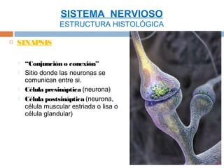 SISTEMA NERVIOSO
                    ESTRUCTURA HISTOLÓGICA

   SINAPSIS

       “Conjunción o conexión”
       Sitio donde las neuronas se
        comunican entre si.
       Célula presináptica (neurona)
       Célula postsináptica (neurona,
        célula muscular estriada o lisa o
        célula glandular)
 