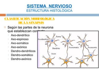 SISTEMA NERVIOSO
                 ESTRUCTURA HISTOLÓGICA

CLASIFICACIÓN MORFOLÓGICA
         DE LA SINAPSIS
 Según las partes de la neurona

  que establezcan contacto
     Axo-dendrítico
     Axo-espinoso
     Axo-somático
     Axo-axónico
     Dendro-dendríticos
     Dendro-somático
     Dendro-axónico
 