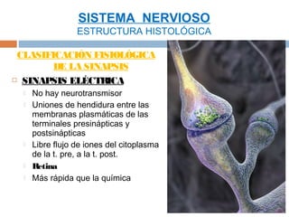 SISTEMA NERVIOSO
                  ESTRUCTURA HISTOLÓGICA

 CLASIFICACIÓN FISIOLÓGICA
        DE LA SINAPSIS
 SINAPSIS ELÉCTRICA

     No hay neurotransmisor
     Uniones de hendidura entre las
      membranas plasmáticas de las
      terminales presinápticas y
      postsinápticas
     Libre flujo de iones del citoplasma
      de la t. pre, a la t. post.
     Retina
     Más rápida que la química
 
