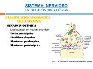 SISTEMA NERVIOSO
                 ESTRUCTURA HISTOLÓGICA

 CLASIFICACIÓN FISIOLÓGICA
        DE LA SINAPSIS
 SINAPSIS QUÍMICA

     Mediada por un neurotransmisor
     Botón presináptico
     Hendidura sináptica
     Membrana presináptica
     Membrana postsináptica
 