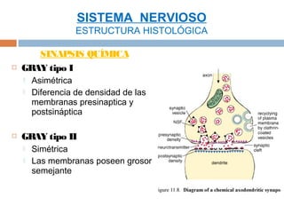 SISTEMA NERVIOSO
                   ESTRUCTURA HISTOLÓGICA

       SINAPSIS QUÍMICA
   GR tipo I
      AY
       Asimétrica
       Diferencia de densidad de las
        membranas presinaptica y
        postsináptica

   GR tipo II
      AY
       Simétrica
       Las membranas poseen grosor
        semejante
 