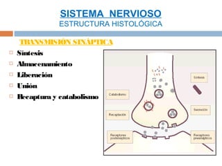 SISTEMA NERVIOSO
              ESTRUCTURA HISTOLÓGICA

     TRANSMISIÓN SINÁPTICA
   Síntesis
   Almacenamiento
   Liberación
   Unión
   Recaptura y catabolismo
 