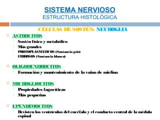 SISTEMA NERVIOSO
                     ESTRUCTURA HISTOLÓGICA

                  CÉLULAS DE SOSTÉN: NEUROGLIA
   ASTROCITOS
       Sostén físico y metabólico
       Más grandes
       PROTOPLASMÁTICOS (Sustancia gris)
       FIBROSOS (Sustancia blanca)

   OLIGODENDROCITOS
       Formación y mantenimiento de la vaina de mielina

   MICROGLIOCITOS
       Propiedades fagocíticas
       Más pequeñas

   EPENDIMOCITOS
       Revisten los ventrículos del encéfalo y el conducto central de la médula
        espinal
 