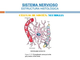 SISTEMA NERVIOSO
 ESTRUCTURA HISTOLÓGICA

CÉLULAS DE SOSTÉN: NEUROGLIA
 