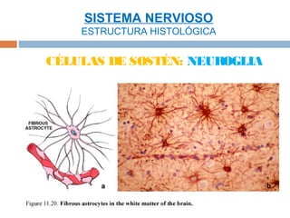 SISTEMA NERVIOSO
    ESTRUCTURA HISTOLÓGICA


CÉLULAS DE SOSTÉN: NEUROGLIA
 