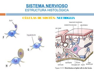SISTEMA NERVIOSO
 ESTRUCTURA HISTOLÓGICA

CÉLULAS DE SOSTÉN: NEUROGLIA
 