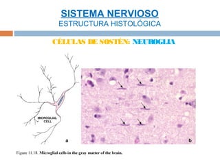 SISTEMA NERVIOSO
 ESTRUCTURA HISTOLÓGICA

CÉLULAS DE SOSTÉN: NEUROGLIA
 