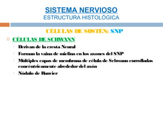SISTEMA NERVIOSO
                   ESTRUCTURA HISTOLÓGICA

                    CÉLULAS DE SOSTÉN: SNP
   CÉLULAS DE SCHWANN
       Derivan de la cresta Neural
       Forman la vaina de mielina en los axones del SNP
       Múltiples capas de membrana de célula de Schwann enrrolladas
        concéntricamente alrededor del axón
       Nódulo de Ranvier
 