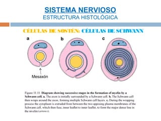 SISTEMA NERVIOSO
      ESTRUCTURA HISTOLÓGICA

CÉLULAS DE SOSTÉN: CÉLULAS DE SCHWANN




  Mesaxón
 