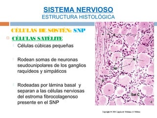 SISTEMA NERVIOSO
                   ESTRUCTURA HISTOLÓGICA

    CÉLULAS DE SOSTÉN: SNP
   CÉLULAS SATÉLITE
       Células cúbicas pequeñas

       Rodean somas de neuronas
        seudounipolares de los ganglios
        raquídeos y simpáticos

       Rodeadas por lámina basal y
        separan a las células nerviosas
        del estroma fibrocolagenoso
        presente en el SNP
 