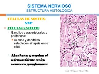 SISTEMA NERVIOSO
                   ESTRUCTURA HISTOLÓGICA

    CÉLULAS DE SOSTÉN:
            SNP
   CÉLULAS SATÉLITE
       Ganglios paravertebrales y
        periféricos:
         Axones y dendritas
          establecen sinapsis entre
          ellas

       M antienen y regulan el
        m icroam biente en las
        neuronas ganglionares
 