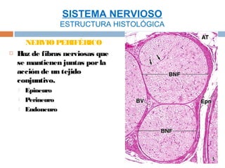 SISTEMA NERVIOSO
                    ESTRUCTURA HISTOLÓGICA

       NER VIO PERIFÉR   ICO
   Haz de fibras nerviosas que
    se mantienen juntas por la
    acción de un tejido
    conjuntivo.
       Epineuro
       Perineuro
       Endoneuro
 