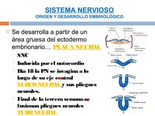 SISTEMA NERVIOSO
              ORIGEN Y DESARROLLO EMBRIOLÓGICO


   Se desarrolla a partir de un
    área gruesa del ectodermo
    embrionario… PLACA NEURAL
       SNC
       Inducida por el notocordio
       Día 18 la PN se invagina a lo
        largo de su eje central
        SURCO NEURAL y sus pliegues
        neurales.
       Final de la tercera semana se
        fusionan pliegues neurales
        TUBO NEURAL
 