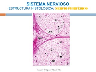 SISTEMA NERVIOSO
ESTRUCTURA HISTOLÓGICA: NERVIO PERIFÉRICO
 
