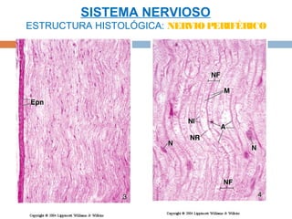 SISTEMA NERVIOSO
ESTRUCTURA HISTOLÓGICA: NERVIO PERIFÉRICO
 