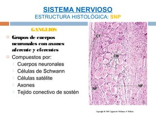 SISTEMA NERVIOSO
             ESTRUCTURA HISTOLÓGICA: SNP

            GANGLIOS
   Grupos de cuerpos
    neuronales con axones
    aferente y eferentes
   Compuestos por:
     Cuerpos neuronales
     Células de Schwann
     Células satélite
     Axones
     Tejido conectivo de sostèn
 