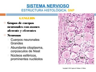 SISTEMA NERVIOSO
             ESTRUCTURA HISTOLÓGICA: SNP

            GANGLIOS
   Grupos de cuerpos
    neuronales con axones
    aferente y eferentes
   Neuronas
     Cuerpos neuronales
      Grandes
     Abundante citoplasma,
      corpúsculos de Nissl
     Núcleos esféricos,
      prominentes nucléolos
 