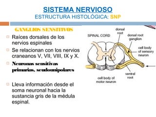 SISTEMA NERVIOSO
              ESTRUCTURA HISTOLÓGICA: SNP

     GANGLIOS SENSITIVOS
   Raíces dorsales de los
    nervios espinales
   Se relacionan con los nervios
    craneanos V, VII, VIII, IX y X.
   Neuronas sensitivas
    primarias, seudounipolares

   Lleva información desde el
    soma neuronal hacia la
    sustancia gris de la médula
    espinal.
 