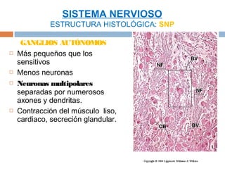 SISTEMA NERVIOSO
             ESTRUCTURA HISTOLÓGICA: SNP

     GANGLIOS AUTÓNOMOS
   Más pequeños que los
    sensitivos
   Menos neuronas
   Neuronas multipolares
    separadas por numerosos
    axones y dendritas.
   Contracción del músculo liso,
    cardiaco, secreción glandular.
 