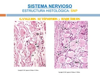 SISTEMA NERVIOSO
 ESTRUCTURA HISTOLÓGICA: SNP

GANGLIOS AUTÓNOMOS y RAQUÍDEOS
 