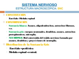 SISTEMA NERVIOSO
              ESTRUCTURA MACROSCÓPICA: SNC

   CONSTITUCIÓN
       Encéfalo -Médula espinal
   CONFORMACIÓN
       Sustancia blanca: Axones, oligodendrocitos, astrocitos fibrosos,
        v.s.
       Sustancia gris: cuerpos neuronales, dendritas, axones, astrocitos
        protoplasmicos, microglia.
       NEURÓPILO. Red entretejida del tejido nervioso formada por
        axones, dendritas y proyecciones de neuroglia.
   Distribución de la Sustancia Gris
       Encéfalo –periférica
       Médula espinal -central.
 