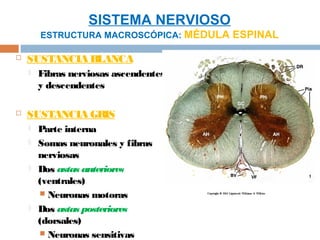 SISTEMA NERVIOSO
        ESTRUCTURA MACROSCÓPICA: MÉDULA ESPINAL

   SUSTANCIA BLANCA
       Fibras nerviosas ascendentes
        y descendentes

   SUSTANCIA GRIS
       Parte interna
       Somas neuronales y fibras
        nerviosas
       Dos astas anteriores
        (ventrales)
         Neuronas motoras
       Dos astas posteriores
        (dorsales)
         Neuronas sensitivas
 