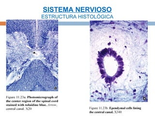 SISTEMA NERVIOSO
ESTRUCTURA HISTOLÓGICA
 