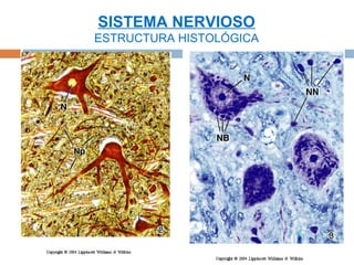 SISTEMA NERVIOSO
ESTRUCTURA HISTOLÓGICA
 